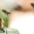 Apiculture urbaine : des abeilles sur nos toits