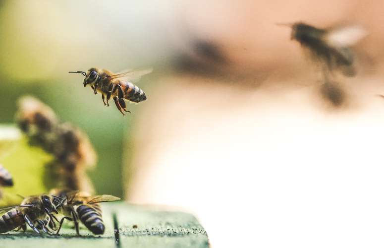 Apiculture urbaine : des abeilles sur nos toits