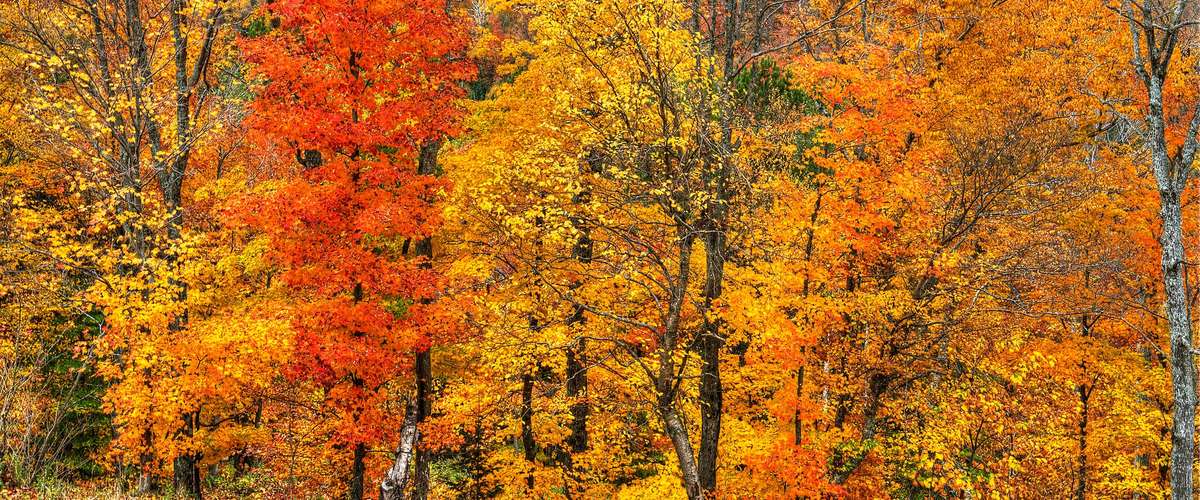 Ramasser les feuilles d'automne au Québec