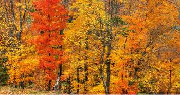 Ramasser les feuilles d'automne au Québec