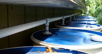 Collecte d’eau de pluie dans l’Ohio