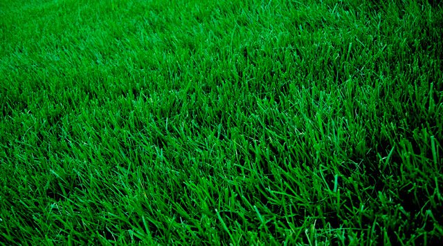 Non Au Gazon Conventionnel Fiche Amenagement Paysager Ecohabitation