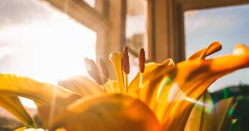 Carboneutralité des bâtiments