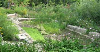 Le marais filtrant du marécage Tylee