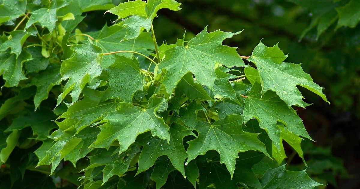 Plantes envahissantes du Québec, la LISTE complète Écohabitation
