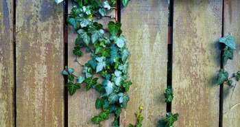 Clôtures et murs végétalisés écologiques