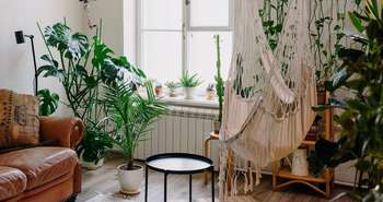 Plantes d'intérieur et purification de l'air