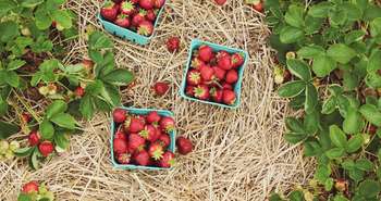 Autonomie alimentaire et conservation des récoltes