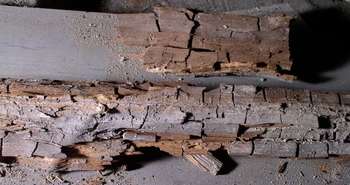 La Mérule Pleureuse au Québec, Premiers signes, les traitements  et la carte