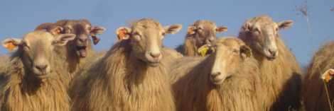 Isolant : La laine de mouton, alternative écologique pour l'isolation -  Écohabitation
