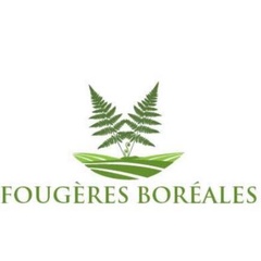 Fougères Boréales