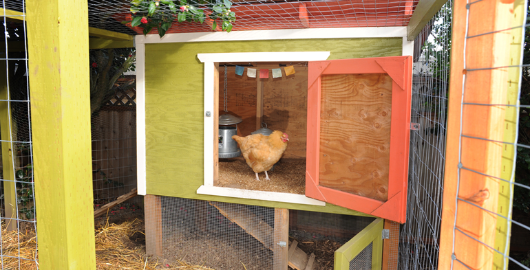 De plus en plus de municipalités permettent les poules en arrière-cour.