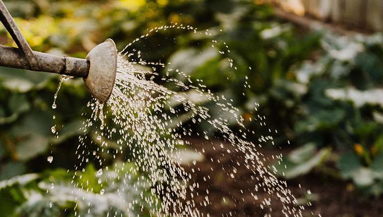 La sphaigne n'a que des avantages au jardin - voici pourquoi vous