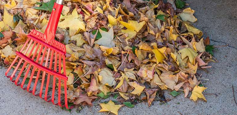 Pourquoi le ramassage des feuilles mortes de Paris paraît tardif