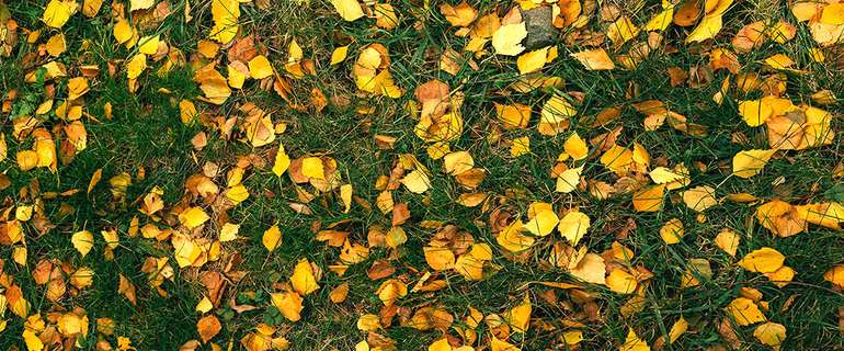 Les feuilles mortes au jardin, les réponses aux questions le plus souvent  posées 