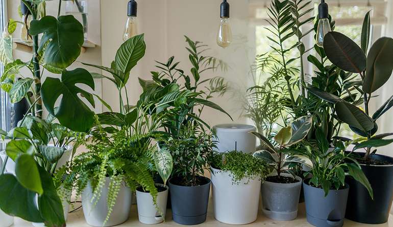 des plantes pour purifier l'air