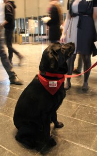 Un participant canin fort intéressé par l'habitation écologique. 