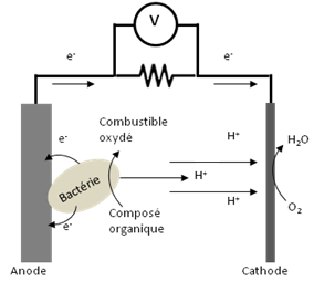 Fonctionnement de la pile microbienne