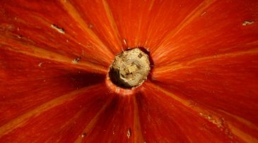 Olivier Autissier, CC