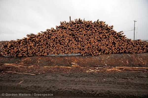 Billots de bois provenant de la Broadback Valley, une forêt en danger, 2011.